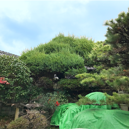 剪定前
