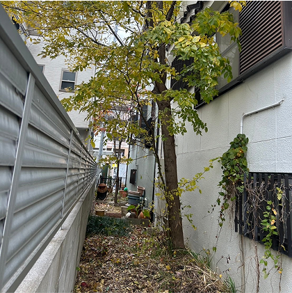 伐採・伐根前