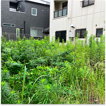 草刈・草抜き・ツタ取り前