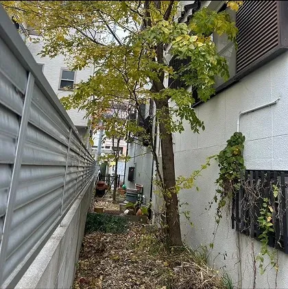 家のそばに木が生えて困った・・・