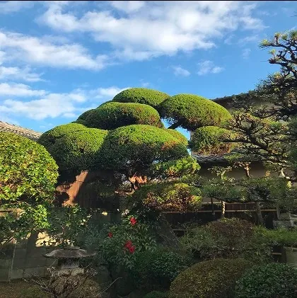 剪定