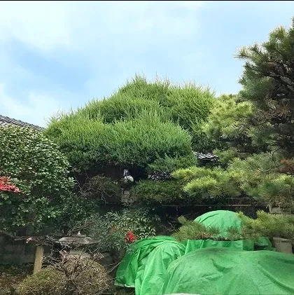 隣家に枝が伸びて気まずい・・・
