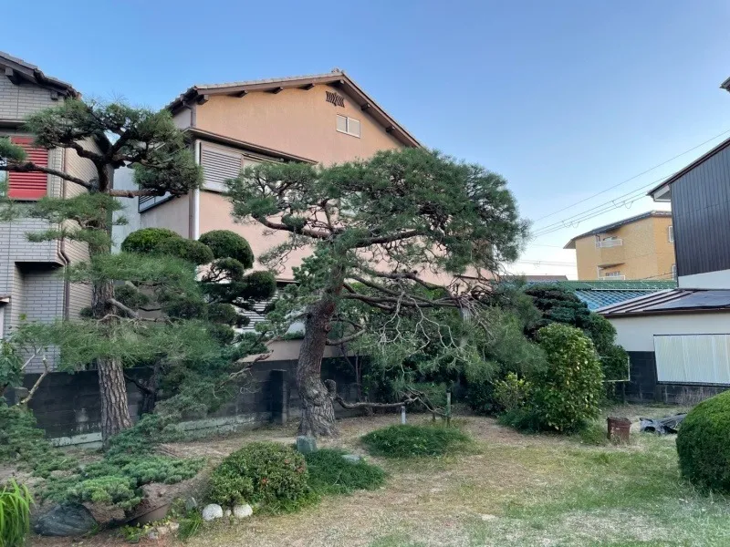 伐採