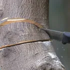 伐採